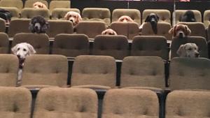 The festival authorities took to Twitter to share the image of the dogs.(Twitter/@stratfest) The festival authorities took to Twitter to share the image of the dogs.(Twitter/@stratfest)