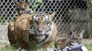The Rs 19 crore study was approved last week by the technical committee of the National Tiger Conservation Authority.(AP photo(Representational image)) The Rs 19 crore study was approved last week by the technical committee of the National Tiger Conservation Authority.(AP photo(Representational image))