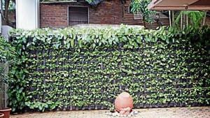 Mumbai’s Smt Kamaladevi Gauridutt (KG) Mittal College of Arts and Commerce has developed vertical gardens on its eight-foot-high compound walls.(HT Photo) Mumbai’s Smt Kamaladevi Gauridutt (KG) Mittal College of Arts and Commerce has developed vertical gardens on its eight-foot-high compound walls.(HT Photo)