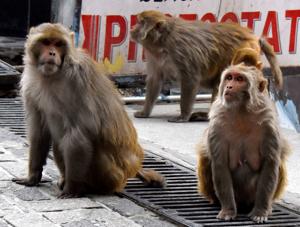 Forest department tells court that as many as 95 monkeys had been caught since 2018.(HT PHOTO) Forest department tells court that as many as 95 monkeys had been caught since 2018.(HT PHOTO)