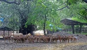 The first phase began in 2013 and has been completed. In the second phase, 17 animal enclosures are being built in two lots, at an estimated cost of Rs120 crore.(HT image) The first phase began in 2013 and has been completed. In the second phase, 17 animal enclosures are being built in two lots, at an estimated cost of Rs120 crore.(HT image)