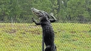 The video of the alligator scaling the fence has collected over three lakh views and still counting.(Facebook/Christina Stewart) The video of the alligator scaling the fence has collected over three lakh views and still counting.(Facebook/Christina Stewart)