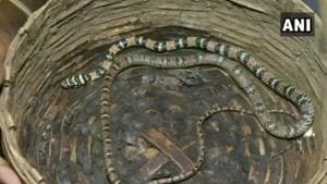 “This colourful snake is called gliding snake and it’s a rare species in this region. It is mostly found in the region of Sri Lanka and south India,” an official said.(Twitter/ANI) “This colourful snake is called gliding snake and it’s a rare species in this region. It is mostly found in the region of Sri Lanka and south India,” an official said.(Twitter/ANI)