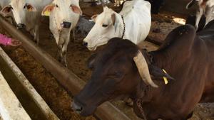 Maharashtra is to launch an emergency medical services (EMS) for animals, introducing a toll-free number - 1962 - for the same.(Virendra Singh Gosain/HT PHOTO) Maharashtra is to launch an emergency medical services (EMS) for animals, introducing a toll-free number - 1962 - for the same.(Virendra Singh Gosain/HT PHOTO)