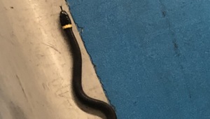 The girl spotted the snake and alerted a TSA officer.(Twitter/@TSAmedia_LisaF) The girl spotted the snake and alerted a TSA officer.(Twitter/@TSAmedia_LisaF)