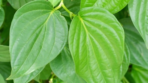 The Tirur leaves are widely used in paan, a popular after-meals treat in both India and Pakistan (iStock) The Tirur leaves are widely used in paan, a popular after-meals treat in both India and Pakistan (iStock)