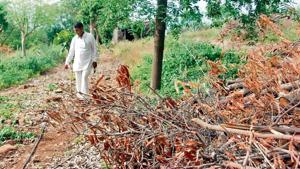 Sakharam Shinde’s destroyed mango crop.(Laxman Narnale/HT Photo) Sakharam Shinde’s destroyed mango crop.(Laxman Narnale/HT Photo)