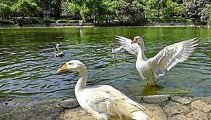 The south Delhi chapter of Rotary Club has signed a pact with NDMC for cleaning the water of the 6,712 sq mt Lodhi Garden lake.(HT Photo)