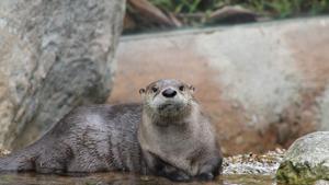 Otters are a part of multi-billion-dollar exotic pet trade (representational image).(Unsplash) Otters are a part of multi-billion-dollar exotic pet trade (representational image).(Unsplash)