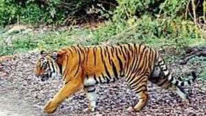 The smuggled tiger parts include skin, bones, nails and whole carcasses. The report states that Mumbai, Delhi and Kolkata are global tiger trafficking hotspots.(HT FILE)