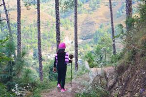 It’s a four kilometre walk through a thick Deodhar forest from my cottage to Mashobra, an almost continuous bazaar on a ridge. The slopes fall off on either side: One towards Shimla, about 20 kilometres away; the other into a wide sunlit valley, dominated by the Shali peak(SHUTTERSTOCK) It’s a four kilometre walk through a thick Deodhar forest from my cottage to Mashobra, an almost continuous bazaar on a ridge. The slopes fall off on either side: One towards Shimla, about 20 kilometres away; the other into a wide sunlit valley, dominated by the Shali peak(SHUTTERSTOCK)