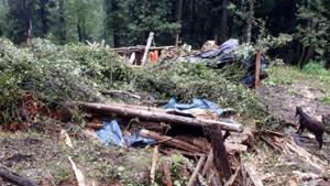 For the MTHL project, 1,004 trees are likely to be affected, of which the authorities plan to cut 454 trees and transplant around 550 trees.(HT Photo) For the MTHL project, 1,004 trees are likely to be affected, of which the authorities plan to cut 454 trees and transplant around 550 trees.(HT Photo)