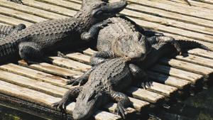 The crocodiles were spotted in different parts of Vadodara (representational image).(Unsplash) The crocodiles were spotted in different parts of Vadodara (representational image).(Unsplash)