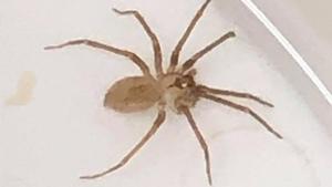The creature was later identified as a brown recluse spider.(Twitter/@IAMYAGOJONES) The creature was later identified as a brown recluse spider.(Twitter/@IAMYAGOJONES)