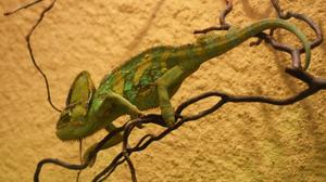 Researchers have developed artificial ‘chameleon skin’ that changes colour when exposed to light and could be used in applications such as active camouflage and large-scale dynamic displays.(Unsplash) Researchers have developed artificial ‘chameleon skin’ that changes colour when exposed to light and could be used in applications such as active camouflage and large-scale dynamic displays.(Unsplash)
