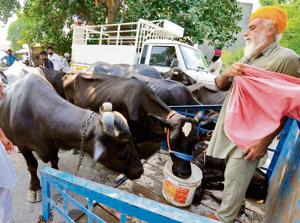 There are more than 5, 000 cattle heads in the flood-affected villages of Sultanpur Lodhi and 4, 000, including 1,500 cows in Shahkot.(Pardeep Pandit/HT) There are more than 5, 000 cattle heads in the flood-affected villages of Sultanpur Lodhi and 4, 000, including 1,500 cows in Shahkot.(Pardeep Pandit/HT)