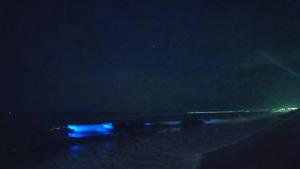 The species is known as Noctiluca scintillans.(Twitter/Livowksi) The species is known as Noctiluca scintillans.(Twitter/Livowksi)