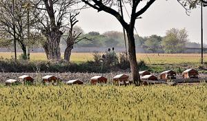 A view of honey bee boxes seen in a field, at Qutabgarh village, in the North West Delhi(Vipin Kumar/HT PHOTO) A view of honey bee boxes seen in a field, at Qutabgarh village, in the North West Delhi(Vipin Kumar/HT PHOTO)