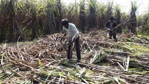 Not only have farm incomes remained subdued in the past four-five years, the sector’s growth is currently way below what is required to achieve a potential doubling of incomes coming out of agricultural activities.(Yogendra Kumar/HT PHOTO) Not only have farm incomes remained subdued in the past four-five years, the sector’s growth is currently way below what is required to achieve a potential doubling of incomes coming out of agricultural activities.(Yogendra Kumar/HT PHOTO)