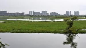 Najafgarh Drain and Jheel, the longest drainage system of Delhi, became an alternative wetland for the resident and migratory water birds(Vipin Kumar/HT FILE) Najafgarh Drain and Jheel, the longest drainage system of Delhi, became an alternative wetland for the resident and migratory water birds(Vipin Kumar/HT FILE)
