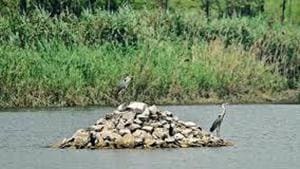 Aravalli Biodiversity Park hosts 1,304 species of plants, mammals, birds, reptiles, amphibians, butterflies and moths. It also boasts of the highest density of snakes in Delhi.(HT Photo) Aravalli Biodiversity Park hosts 1,304 species of plants, mammals, birds, reptiles, amphibians, butterflies and moths. It also boasts of the highest density of snakes in Delhi.(HT Photo)