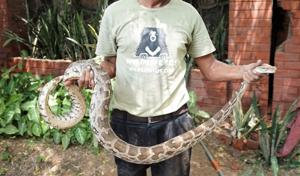 The python was rescued after an hour-long operation.(HT Photo)
