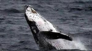 Whales in big trouble. (Representational image) Whales in big trouble. (Representational image)