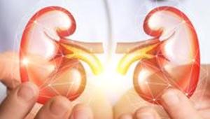 France addressed its own kidney shortage by steadily raising the age threshold for donors for older recipients.(Getty Images/iStockphoto (Representational image)) France addressed its own kidney shortage by steadily raising the age threshold for donors for older recipients.(Getty Images/iStockphoto (Representational image))