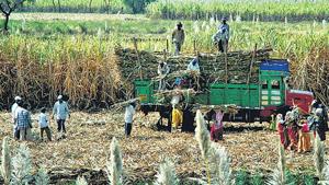 The Sena said that farmers have lost their crops and they “will take time to come back on their feet because the ‘aftershocks’ of the floods affect the farmers most”.(HT file photo) The Sena said that farmers have lost their crops and they “will take time to come back on their feet because the ‘aftershocks’ of the floods affect the farmers most”.(HT file photo)