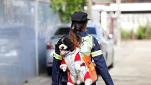 The 1-year-old poodle is named Mazda.(REUTERS) The 1-year-old poodle is named Mazda.(REUTERS)