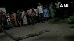 The python, weighing nearly 20 kg, was rescued by Snake Helpline member Tapan Prusty on August 26.(Twitter/ANI) The python, weighing nearly 20 kg, was rescued by Snake Helpline member Tapan Prusty on August 26.(Twitter/ANI)