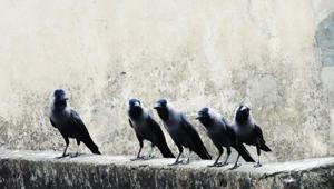 Crows can voluntarily control the release and onset of their calls, suggesting that songbirds could have cognitive control over their vocalisations.(Unsplash) Crows can voluntarily control the release and onset of their calls, suggesting that songbirds could have cognitive control over their vocalisations.(Unsplash)
