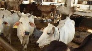 At present, a 1964 Act partially banning cow slaughter is in place. The Act allows for the slaughter of non-milch and diseased cattle. However(Virendra Singh Gosain/HT PHOTO) At present, a 1964 Act partially banning cow slaughter is in place. The Act allows for the slaughter of non-milch and diseased cattle. However(Virendra Singh Gosain/HT PHOTO)