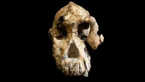 Scientists on Wednesday announced the landmark discovery in Ethiopia of a nearly complete skull of an early human ancestor that lived 3.8 million years ago(REUTERS) Scientists on Wednesday announced the landmark discovery in Ethiopia of a nearly complete skull of an early human ancestor that lived 3.8 million years ago(REUTERS)