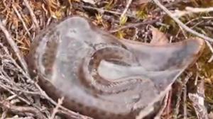 The video image shows a newborn snake inside its amniotic sac.(Twitter/@domgreves) The video image shows a newborn snake inside its amniotic sac.(Twitter/@domgreves)