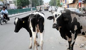 As many as five deaths caused by stray cattle have been reported in Patiala district in July and August this year.(HT Photo) As many as five deaths caused by stray cattle have been reported in Patiala district in July and August this year.(HT Photo)
