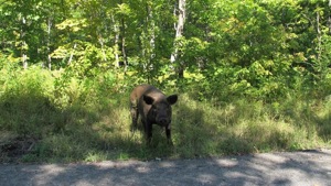 Jeffries faces tens of thousands of dollars in fines from the town for the pigs that have been spotted on and alongside the town road for weeks, creating a nuisance for drivers and pedestrians, according to the town.(AP image) Jeffries faces tens of thousands of dollars in fines from the town for the pigs that have been spotted on and alongside the town road for weeks, creating a nuisance for drivers and pedestrians, according to the town.(AP image)