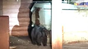 The young bear cub tried to climb the dumpster to rescue its sibling.(Facebook/Placer County Sheriff’s Office) The young bear cub tried to climb the dumpster to rescue its sibling.(Facebook/Placer County Sheriff’s Office)