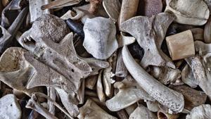 The Cooper’s Ferry site contains the earliest radiocarbon-dated archaeological evidence in the Americas(Unsplash) The Cooper’s Ferry site contains the earliest radiocarbon-dated archaeological evidence in the Americas(Unsplash)