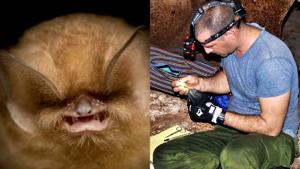 The rare Cuban greater funnel-eared bats are getting “manicures.”(Facebook/Zoological Society of London) The rare Cuban greater funnel-eared bats are getting “manicures.”(Facebook/Zoological Society of London)
