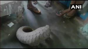 pangolin are considered to be at high risk of extinction.(Twitter/ANI) pangolin are considered to be at high risk of extinction.(Twitter/ANI)