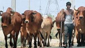 Goa largely depends on neighbouring Karnataka for supply of animals for slaughter.(HT PHOTO) Goa largely depends on neighbouring Karnataka for supply of animals for slaughter.(HT PHOTO)