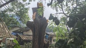 Mumbai Metro Rail Corporation Ltd (MMRCL) began work in Aarey Colony’s sector 19. Near by 100 trees were chopped in 2 days at Aarey Milk Colony for the Metro III car shed in Mumbai.(Satish Bate/HT file photo) Mumbai Metro Rail Corporation Ltd (MMRCL) began work in Aarey Colony’s sector 19. Near by 100 trees were chopped in 2 days at Aarey Milk Colony for the Metro III car shed in Mumbai.(Satish Bate/HT file photo)
