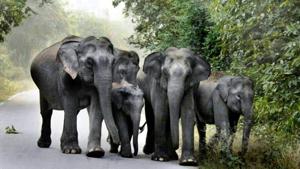 With the number of elephants getting electrocuted and run over by trains and trucks increasing, Odisha government has decided to launch a scheme, Gajabandhu, for their safety and protection.(HT File Photo (Representative image)) With the number of elephants getting electrocuted and run over by trains and trucks increasing, Odisha government has decided to launch a scheme, Gajabandhu, for their safety and protection.(HT File Photo (Representative image))