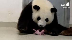 Panda Meng-Meng looks at one of her newborn twin cubs at Berlin Zoo.(Berlin Zoo/REUTERS) Panda Meng-Meng looks at one of her newborn twin cubs at Berlin Zoo.(Berlin Zoo/REUTERS)