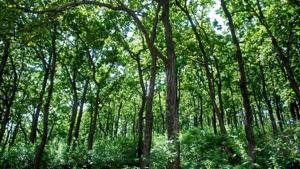 Conservation activities are taken up as per a working plan of the forest department but dwellers are allowed to collect produce or claim economic benefits from the conservation efforts taken up together.(HT FILE) Conservation activities are taken up as per a working plan of the forest department but dwellers are allowed to collect produce or claim economic benefits from the conservation efforts taken up together.(HT FILE)