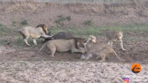 While the video is from 2016, Twitter user Parveen Kaswan, IFS reposted it on September 2.(YouTube/Kruger Sightings) While the video is from 2016, Twitter user Parveen Kaswan, IFS reposted it on September 2.(YouTube/Kruger Sightings)