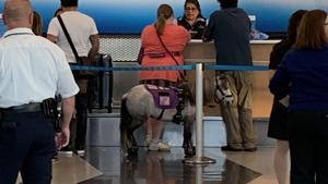 The miniature horse was spotted on a flight from Chicago to Omaha.(Twitter/@AmberleyBabbage) The miniature horse was spotted on a flight from Chicago to Omaha.(Twitter/@AmberleyBabbage)