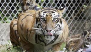 NTCA has confirmed the presence of tigers in high-altitude areas of Sikkim, Uttarakhand, West Bengal and Arunachal Pradesh.(AP Photo) NTCA has confirmed the presence of tigers in high-altitude areas of Sikkim, Uttarakhand, West Bengal and Arunachal Pradesh.(AP Photo)