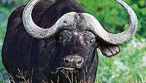 Found only in Africa, large herds of such buffaloes are encountered in South Africa’s Kruger National Park. Cape buffaloes are known to kill lions and humans and are often tagged as Black Deaths.(HT Photo) Found only in Africa, large herds of such buffaloes are encountered in South Africa’s Kruger National Park. Cape buffaloes are known to kill lions and humans and are often tagged as Black Deaths.(HT Photo)